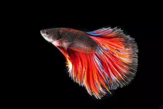 Siamese fighting fish